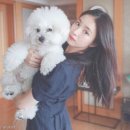 댕댕이# 이미지