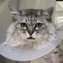 동물의료센터24인치 이미지