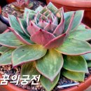 꿈의궁전 - 6649 | 꿈의궁전