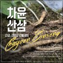 차윤산삼