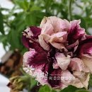 (주)하나마이