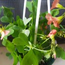 시랑초등학교 이미지