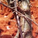 귀한 예물 (2) - 몰약 이미지