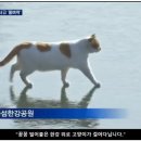 토끼발 이미지