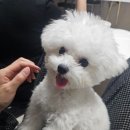 베비댕 이미지