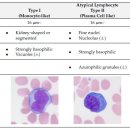 인간 백혈구의 모양과 reactive lymphocyte 이미지