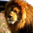 동물의 왕국 이미지