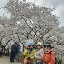 토요(4.11)1년에 6일만 개방하는 SK석유화학내'벚꽃동산' (구 율도) 벚꽃길과 산책로 이미지