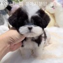 강아지고양이분양타이니퍼피