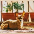 신성메디칼 | 대전에서 강아지 급성 신손상 치료 믿고 맡길 수 있는 곳 후기