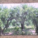 금암농장 이미지