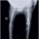 권앤정 동물외과병원 이미지