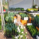 어반스케치(야) | 세종시 낙화축제(feat. 세종 중앙공원)