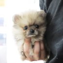 깜찍하개 이미지