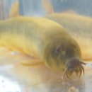 둠벙추어탕 이미지