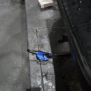 커먼크린 이미지