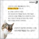 고양이 수염 이미지