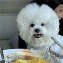 오마이펫 이미지