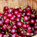 체리 이미지