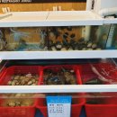 조리고 내포점 이미지