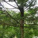 연세 다윗 이미지