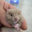 펫엔글라이더본점&로던트클럽 광주 이미지