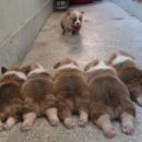 그래그래 이미지