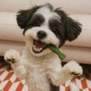 덴탈디자인박스 이미지