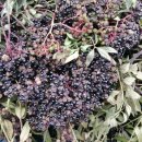 국환농장 이미지