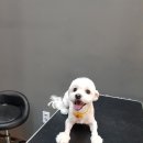 홍은애견미용 이미지