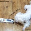 펫앤바이오 이미지