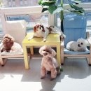 한강펫케어센터 이미지