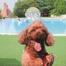 안성(서울) | 안성 원더풀 도그베이 즐거운 서울근교 강아지 수영장 후기