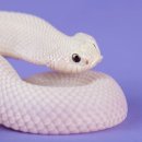 모프 이미지