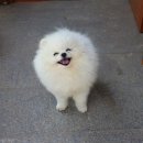 도그천사 이미지