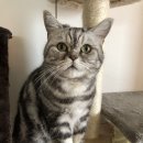 프라하동물병원 이미지