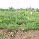 캄보디아 고구마 농장 투자에 대한 일반적인 오해 이미지