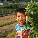 열무농장 이미지