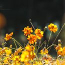 코스모스드림 이미지