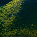 도그마미 이미지