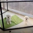 강남애니펫샵 이미지