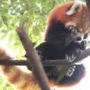 빨간너구리 이미지