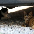 읍내12통(서문리) 이미지