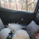 에이미펫(AMI PET) | 강아지 자동차에 태우기, 에이미러브즈펫 카시트 그레이 사용 후기