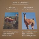 페루 알파카 이미지