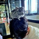 마리앤쥬 이미지