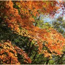 독바위로 이미지