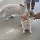 카페쵸이 - 창원시 진해구 여좌천로 158-12 | 충북혁신도시 쵸이캣 후기🐈 | 아이와 하루 종일 놀기 좋은 고양이카페🛼🎤🕹️