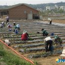 최만순농장 이미지