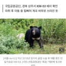 반달곰 &#39;오삼이&#39; 하늘나라로…&#34;익사 추정&#34; 이미지